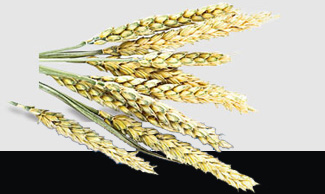 rb88随行版-rb88手机随行版登录入口