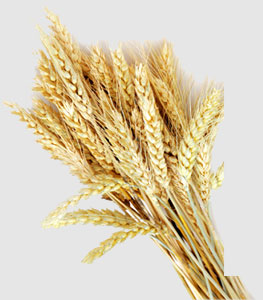 rb88随行版-rb88手机随行版登录入口