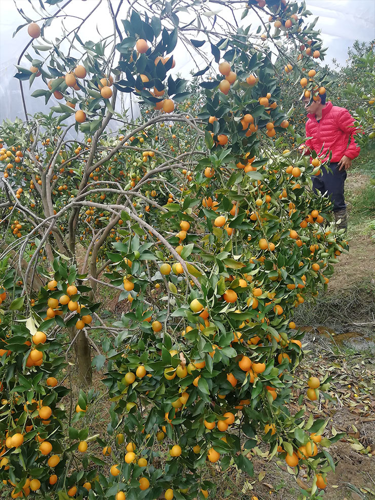 rb88随行版-rb88手机随行版登录入口