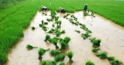 rb88随行版-rb88手机随行版登录入口