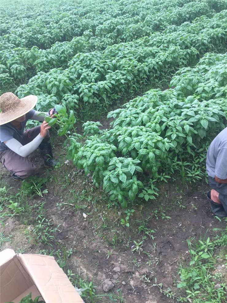 rb88随行版-rb88手机随行版登录入口