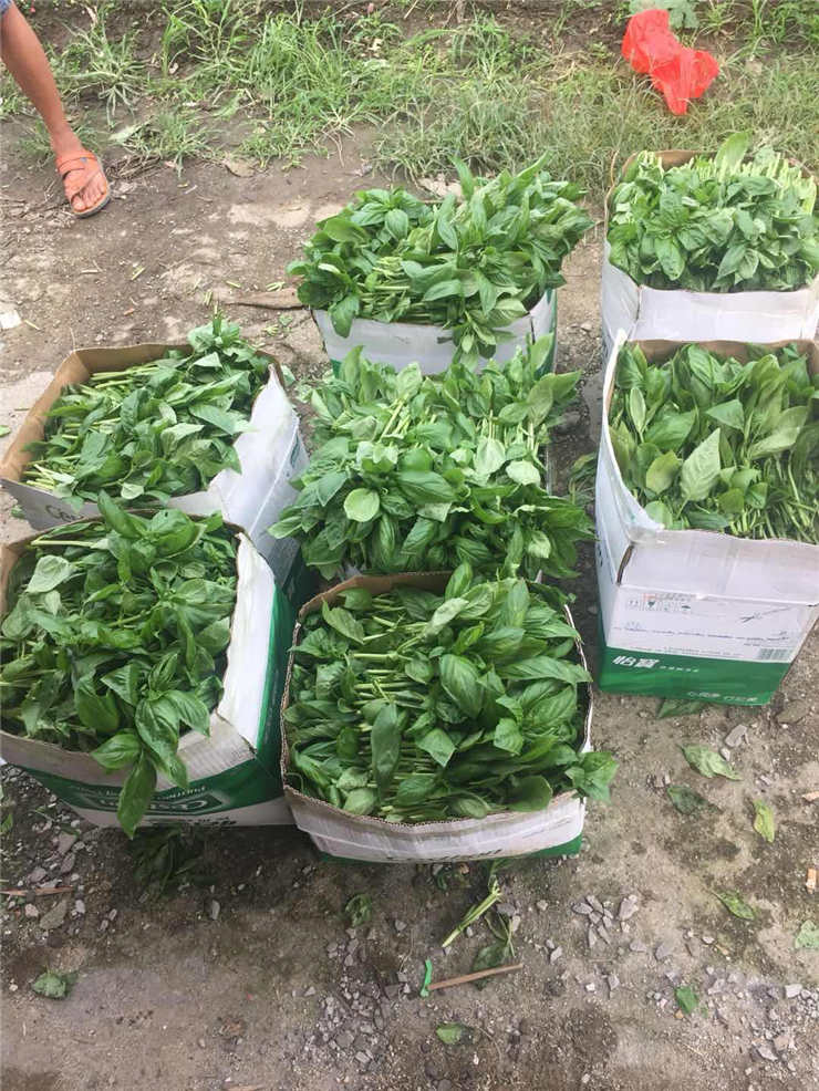 rb88随行版-rb88手机随行版登录入口