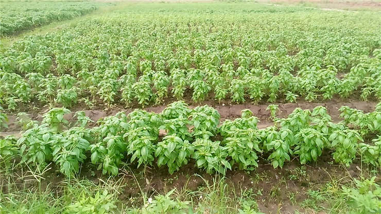 rb88随行版-rb88手机随行版登录入口