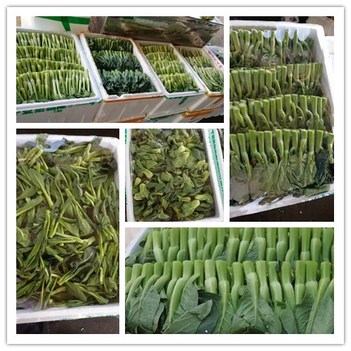 rb88随行版-rb88手机随行版登录入口